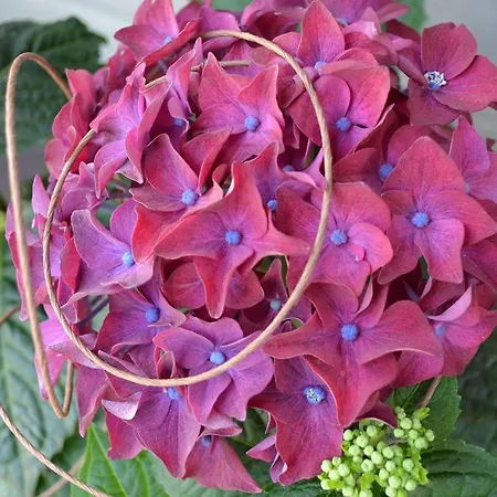 Garten Lutz